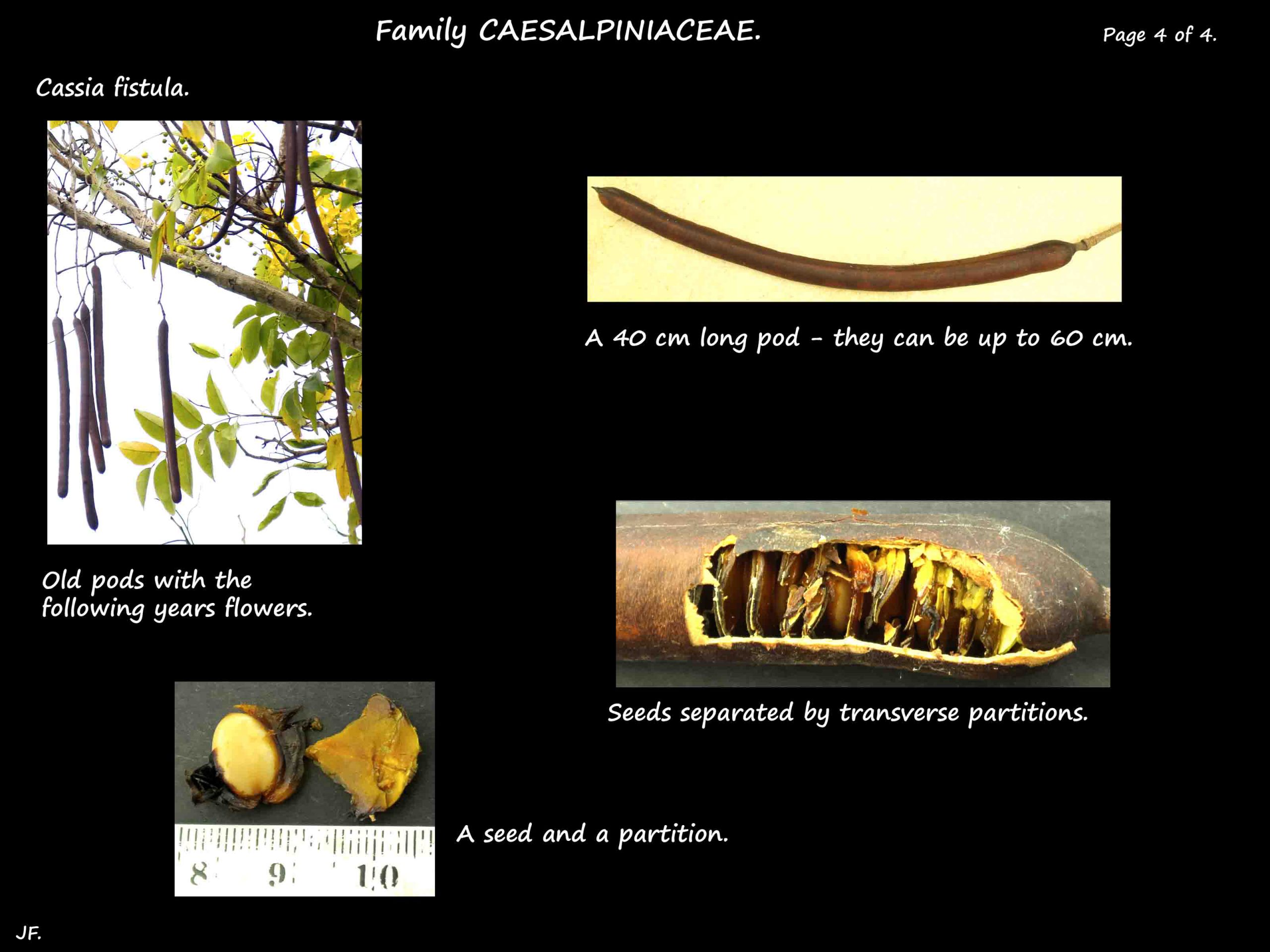 4 Cassia fistula pods